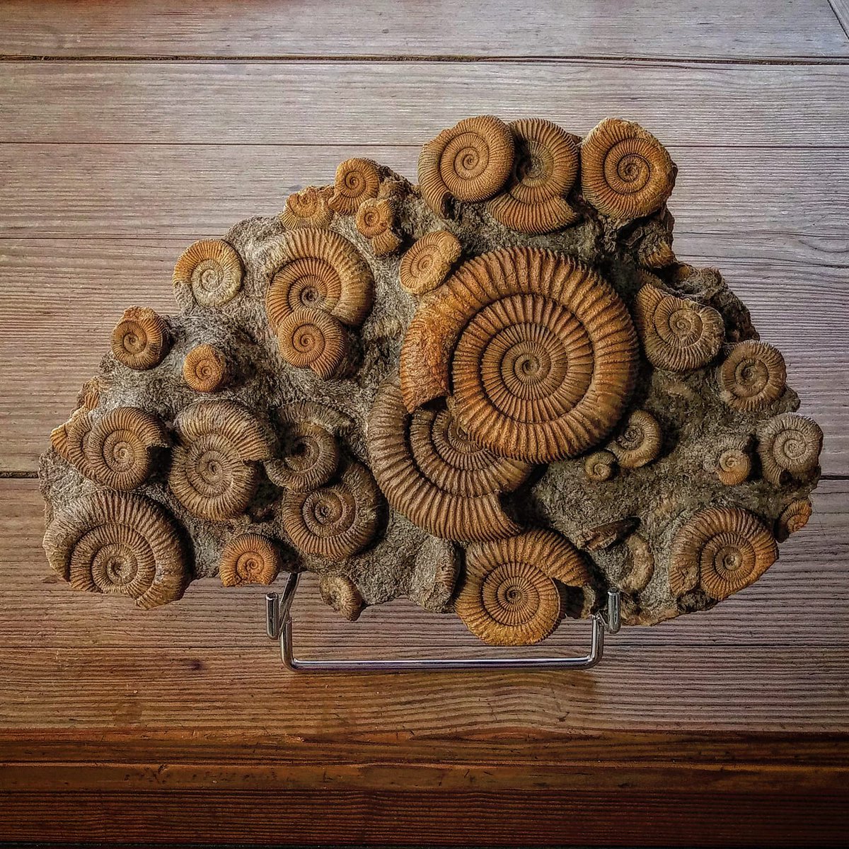 NitePep's tweet photo. Do you want to see the preparation process of this cute fossil? See my last Youtube video. #fossil #ammonite #jurassic #preparation #work 
https://t.co/jJ8OAKXlu1 https://t.co/KmyBRFfIJZ