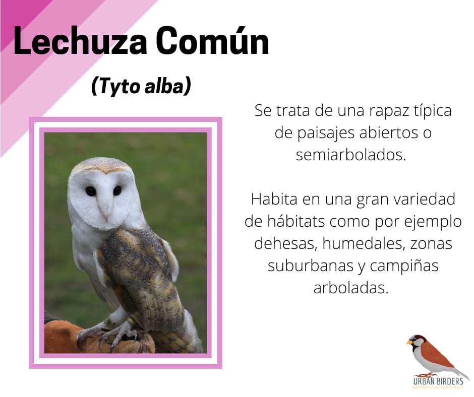 ¡Buenas tardes, Birders! 👋

Para la última semana de julio, vamos a hablar en nuestro ¿Sabías que…? de una rapaz nocturna que ha sido muy relacionada con la mala suerte o la muerte. 

¿Os interesa conocer un poco más sobre la lechuza común? 👀😜