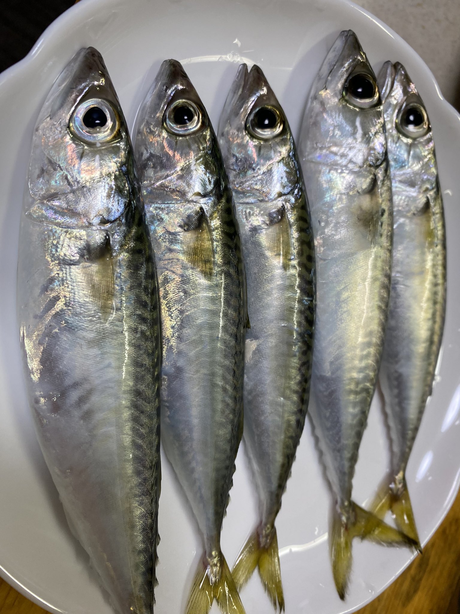 315 釣りしてきたー さっぱばっかり釣れたけどリリースですw アジとサバはお持ち帰り 刺身と味噌煮にしたよー 豊浜釣り桟橋 釣り T Co 4rmyl81crg Twitter