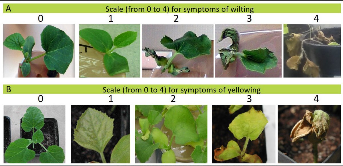 #HorticulturaeMDPI

New Publication: "Cucumis melo L. Germplasm in Tunisia: Unexploited Sources of Resistance to Fusarium Wilt " by Hela Chikh-Rouhou  et al.
👉mdpi.com/2311-7524/7/8/…