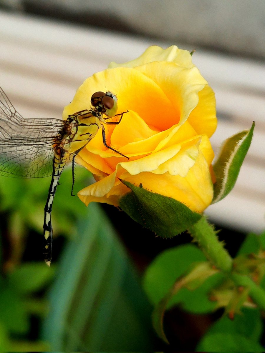 Nageshyada2's tweet photo. #Eveningcapture 
#dragonfly 
#mobilephotography 
#Flyingcapture
#Terracegarden
#Entomology https://t.co/Jp1R6Tcw2B