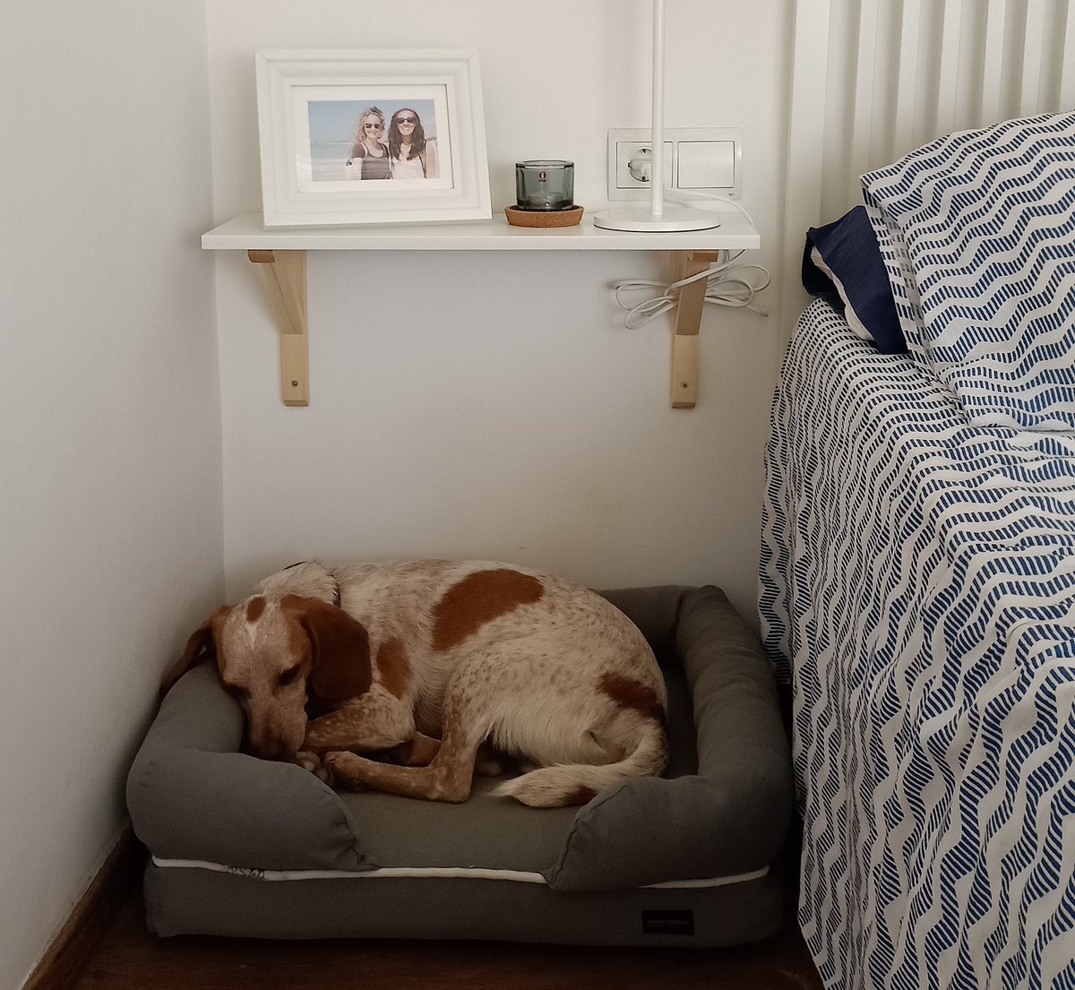 ImSammyTheDog's tweet photo. Humom is so proud of her last DIY project. Just hope doesn't fall on my head while taking my nap....😱😱
#dogsoftwitter
#dogs
#DIY
#RescueDogs https://t.co/lFda7B5dL8 https://t.co/DrzLDupZol