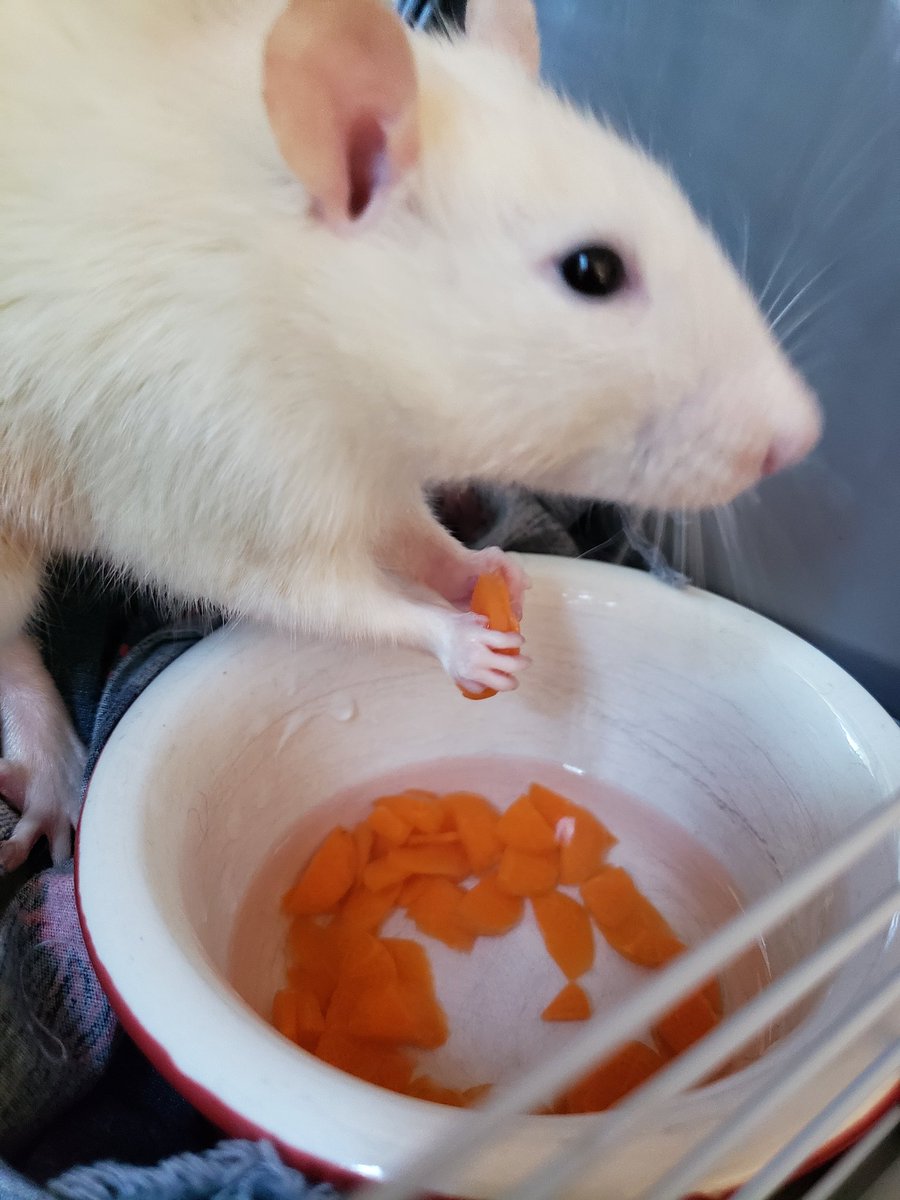 justtworats's tweet photo. [just wanted to hop in. Victor died yesterday, so it's just Jamie now. The account is super inactive as it is, but I thought I'd at least share that.
Please enjoy this picture of Jamie with a piece of carrot.
- Nove] https://t.co/RpGvfIObz7