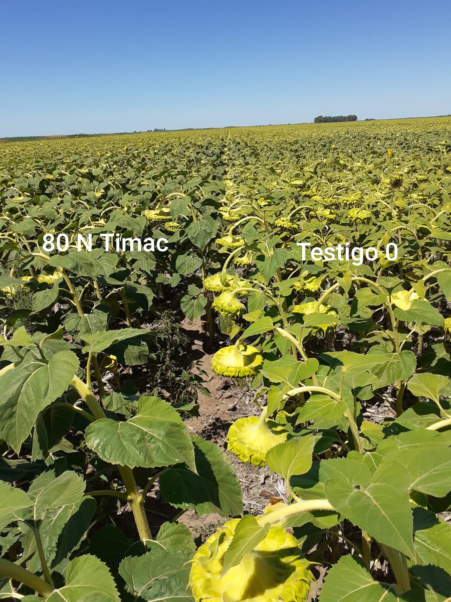 Los resultados de Timac Agro siempre a la vista.
Este cultivo de girasol en la Provincia de la Pampa fue fertilizado con Sulfammo en contraposición al planteo convencional que no fue fertilizado.

Asesor Técnico Comercial: Waimann. Falta Nombre
Cultivo: Girasol.
Zona: La pampa