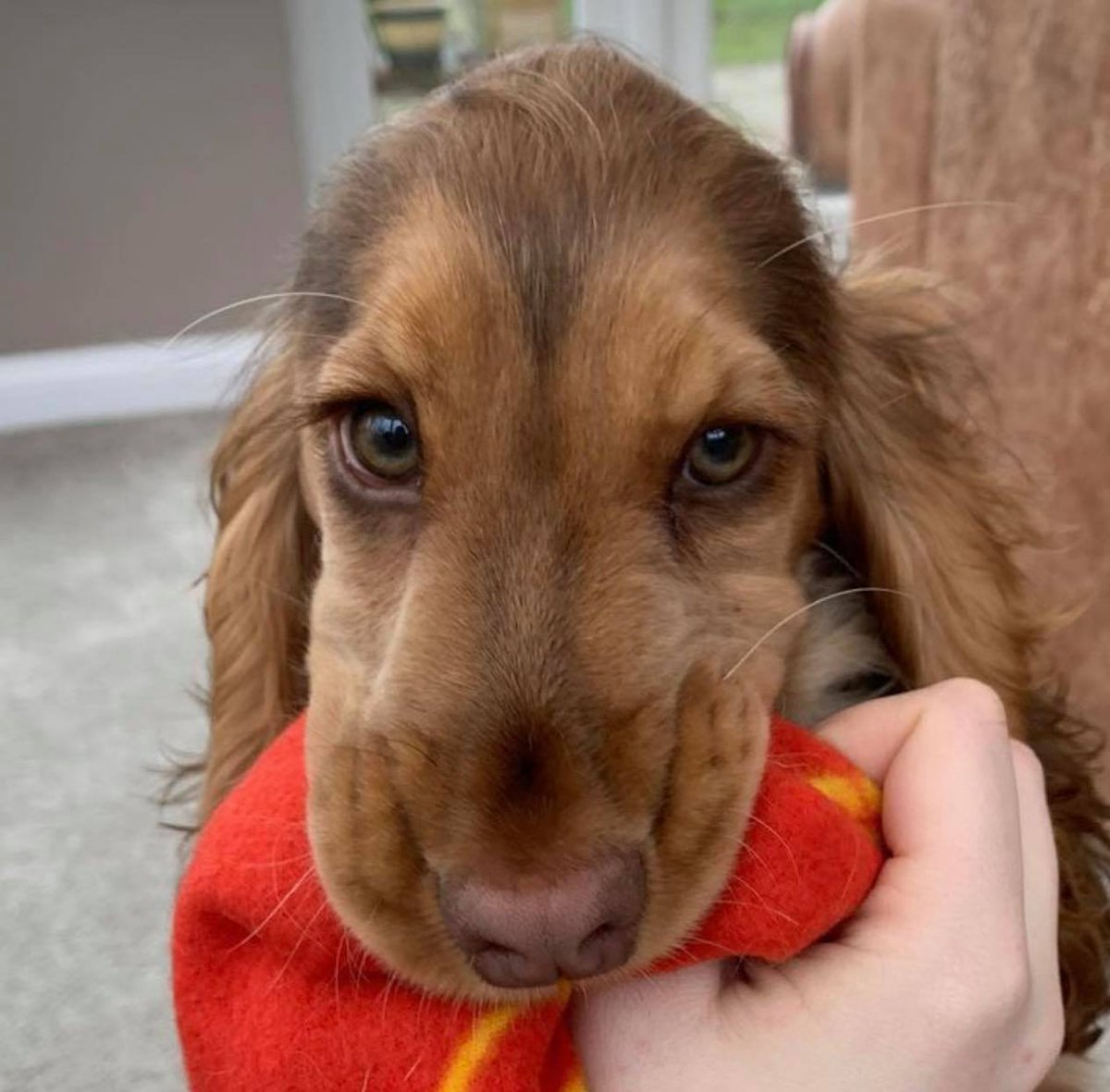 OfficialPLT's tweet photo. Those eyes 😱😍 

(📸 winnie_thecocker) https://t.co/oTv92mhduF