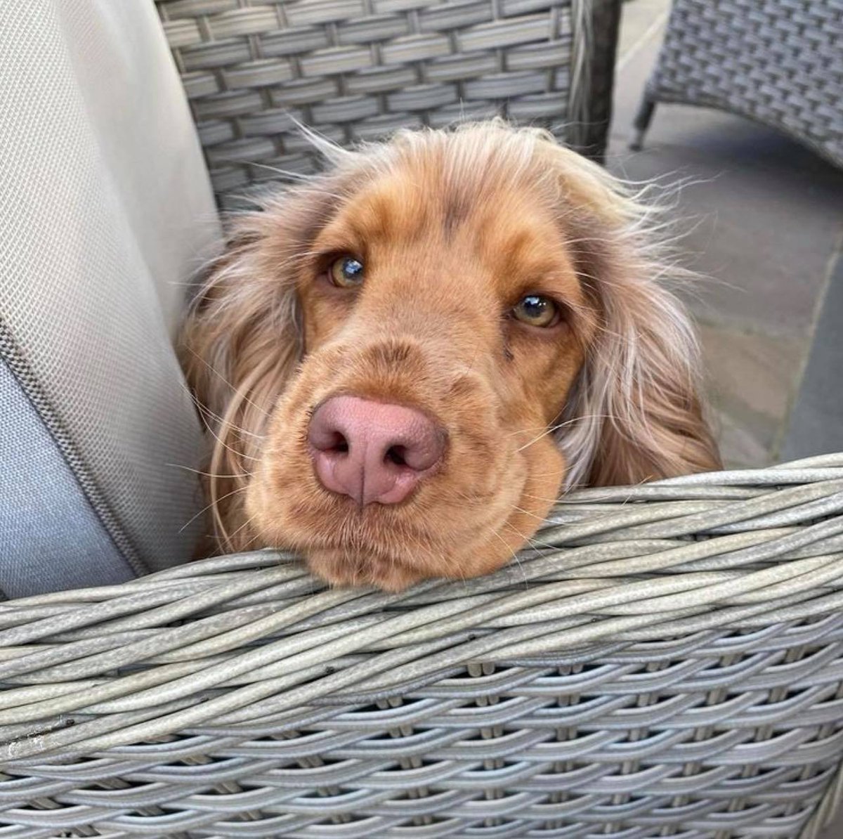 OfficialPLT's tweet photo. Those eyes 😱😍 

(📸 winnie_thecocker) https://t.co/oTv92mhduF