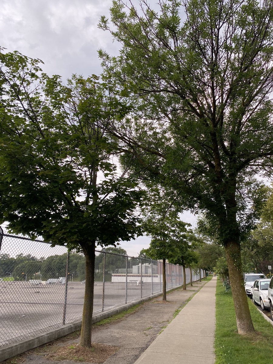 EVERY day I take pics of street #trees struggling to live, planted in terrible growing conditions. Stop with the tree planting strategies w/# of trees to be planted &amp; nothing about their growing conditions &amp; lifelong care! A #ClimateCrisis smokescreen