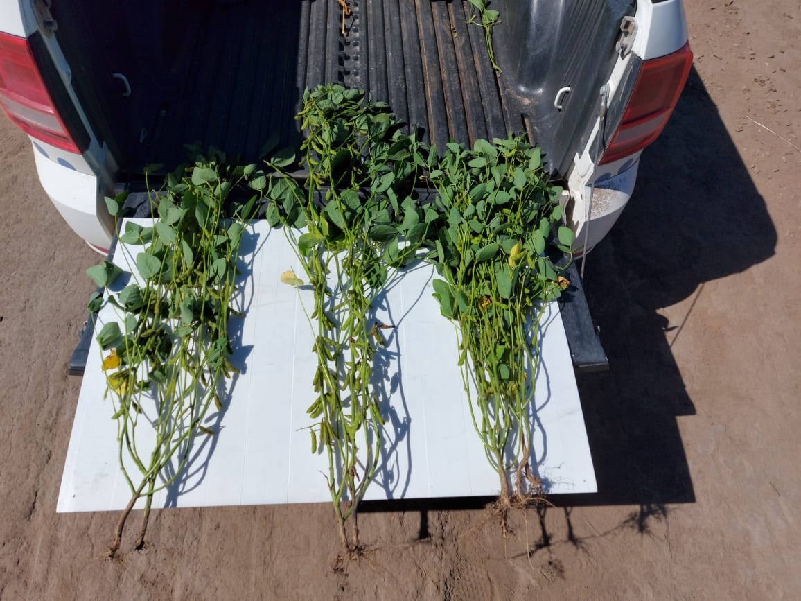 Al centro de esta imagen se muestran los resultados visuales de Timac con nuestro fertilizante Top Phos 724 en comparación  a plantas que no recibieron tratamiento.

Asesor Técnico Comercial: Morete
Cultivo: Soja
Zona: Localidad América

#TimacAgro #ElAgroNoPara