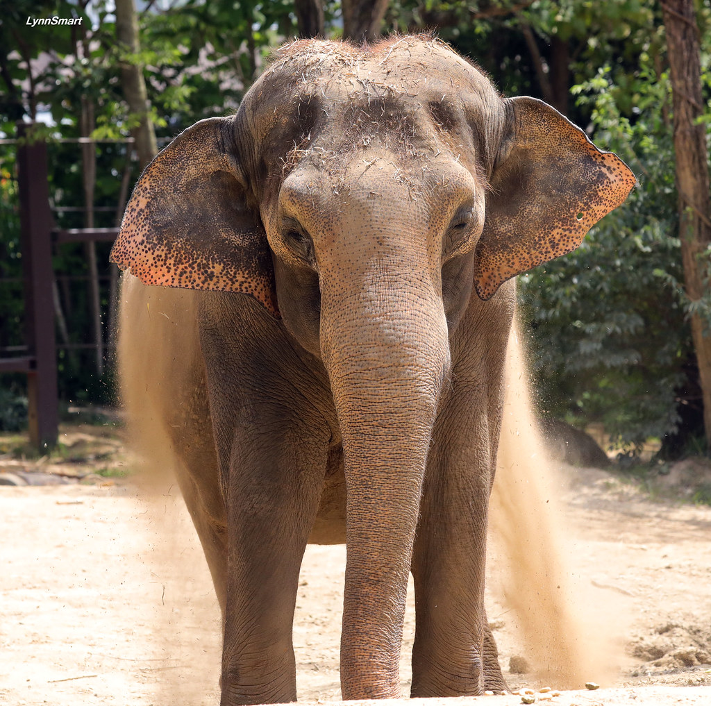 Elephants like Mai Thai love a good dust bath! The dirt protects their skin from insects and the heat from the sun. 😍🐘 Asian Elephant Awareness Month starts August 1! #ThumbsUpTrunksUp