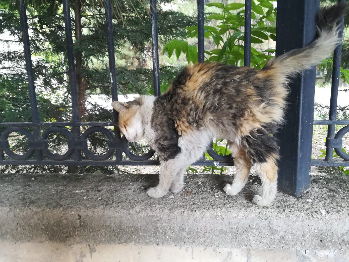 Beslemelerimiz için son bir paket mamamız kaldı, destek olmak isterseniz ormanamama.com/kampus-patileri linkini kullanabilirsiniz ☀️🐈