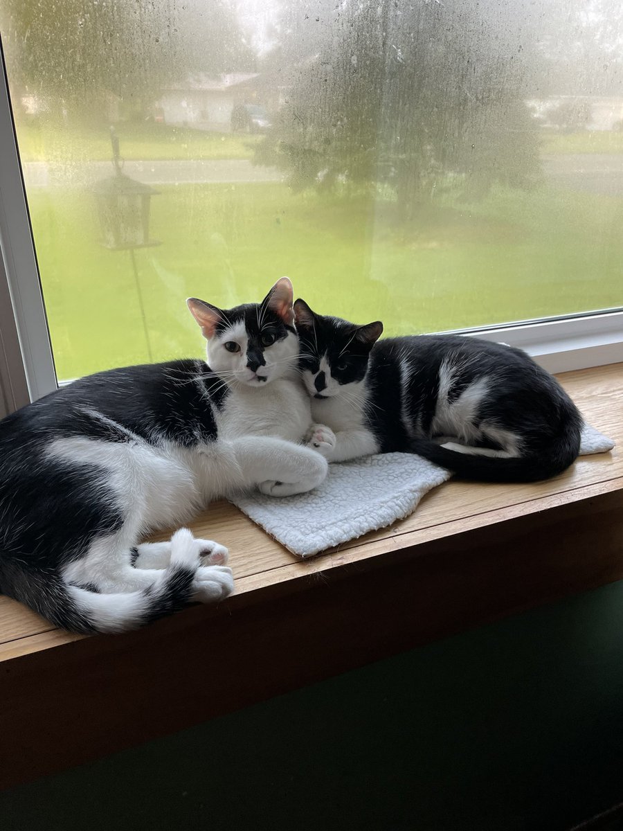 DJFreddyO's tweet photo. Oh wait I forgot obligatory cat pic. #CatsOfTwitter https://t.co/i6V08sHjMk