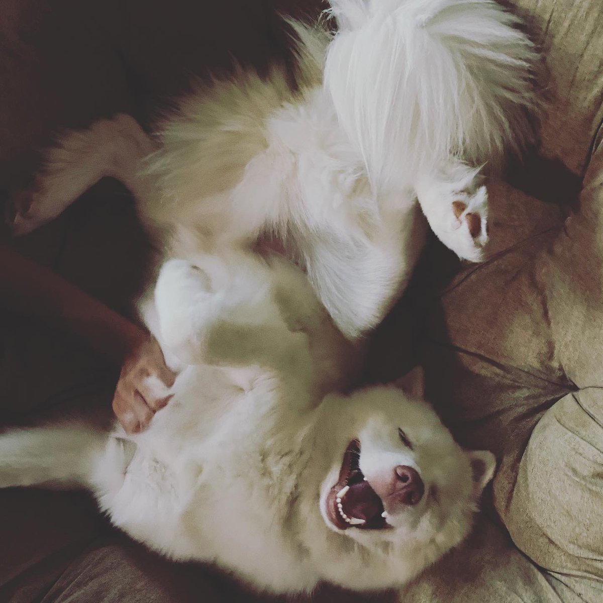 If you can’t tell, belly rubs are his favorite. 💚