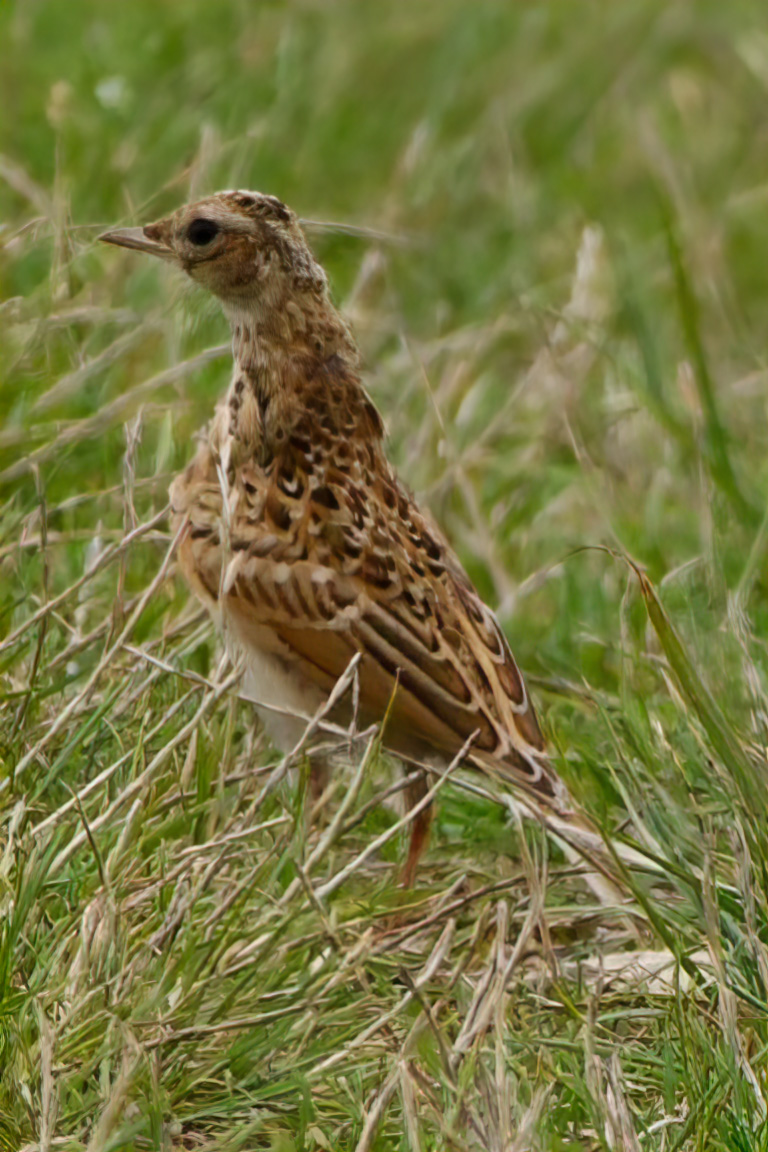 Skylark from the @E17Wetlands this morning.
#londonbirds #wildlifephotography