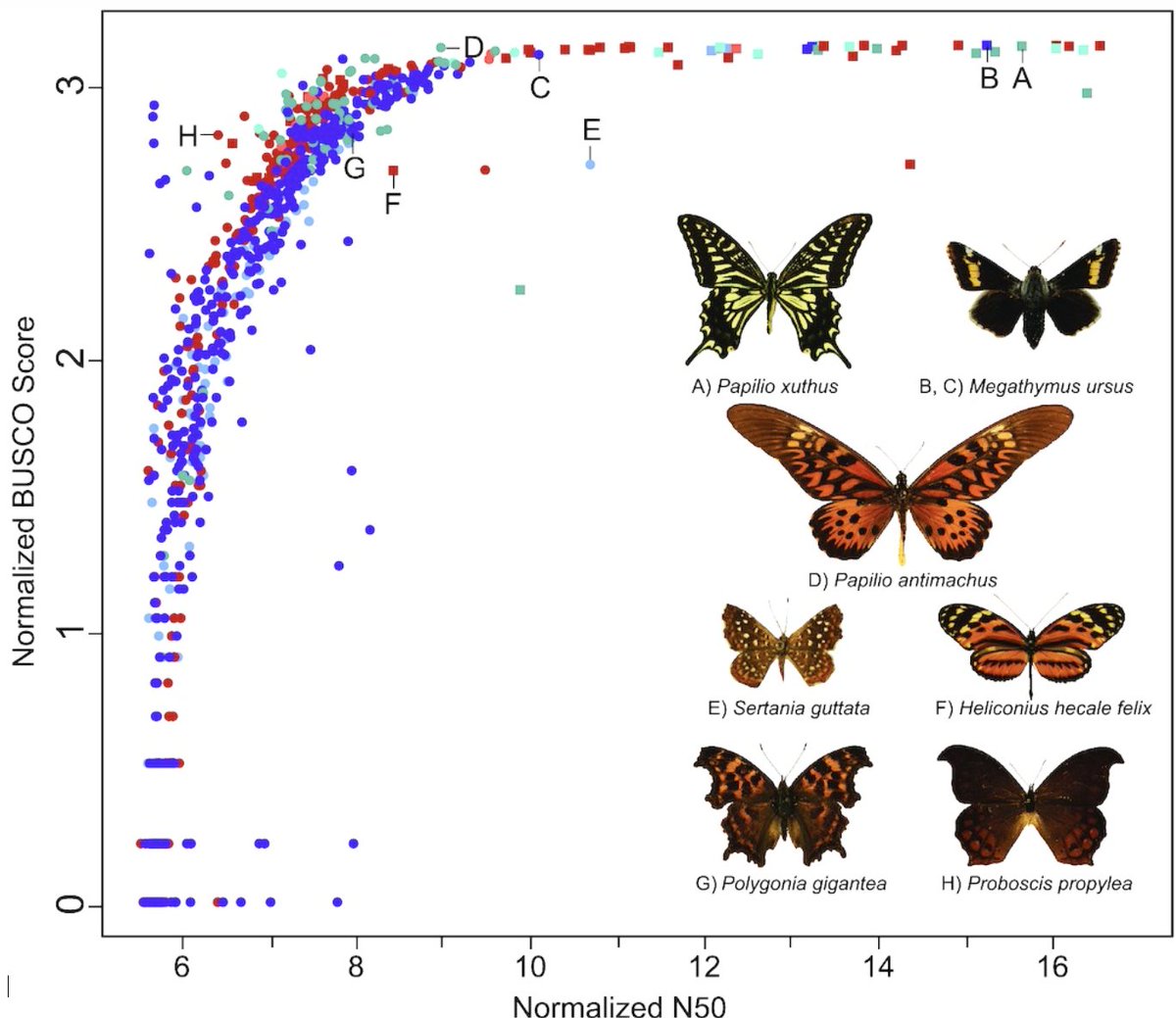 Dr. Akito Kawahara (@dr_akito) on Twitter photo A recent paper in <a href="/GigaScience/">GigaScience</a> examines the quality of 800+ #butterfly #genomes and shows how quality varies significantly. Study specifies those that may be best for downstream studies. <a href="/eaellis_/">Emily A Ellis, PhD</a> <a href="/cgstorer/">Caroline Storer PhD</a> <a href="/FloridaMuseum/">Florida Museum</a> academic.oup.com/gigascience/ar… A recent paper in <a href="/GigaScience/">GigaScience</a> examines the quality of 800+ #butterfly #genomes and shows how quality varies significantly. Study specifies those that may be best for downstream studies. <a href="/eaellis_/">Emily A Ellis, PhD</a> <a href="/cgstorer/">Caroline Storer PhD</a> <a href="/FloridaMuseum/">Florida Museum</a> academic.oup.com/gigascience/ar…