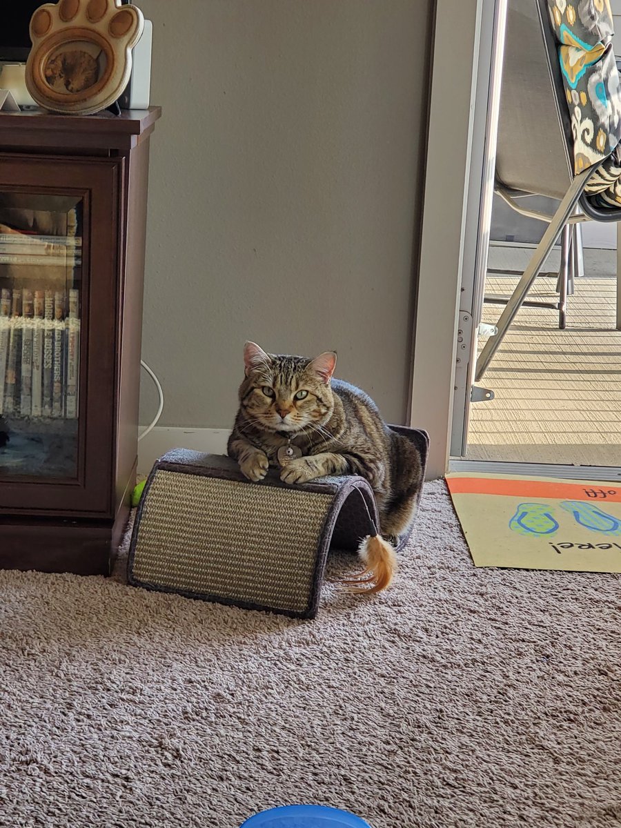 thesophiebear's tweet image. The look you give mom when you smell 🥓, but she says it turned out too crispy even for her  #CatsOfTwitter #CatWorldProblems