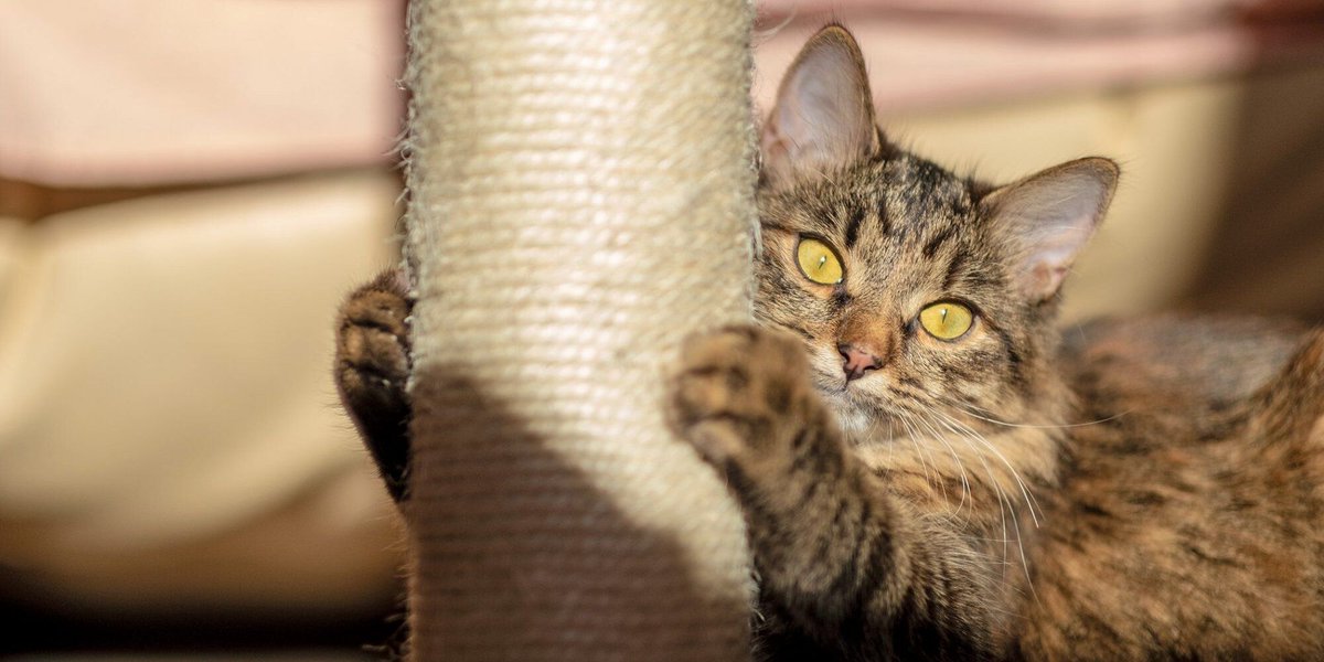 Although many cat owners have long since accepted that their furniture will have little claw marks all over it, there are a few tips that can help redirect your cat's scratching:  buff.ly/3z8E1fa #catscratch #catownertips #cathome