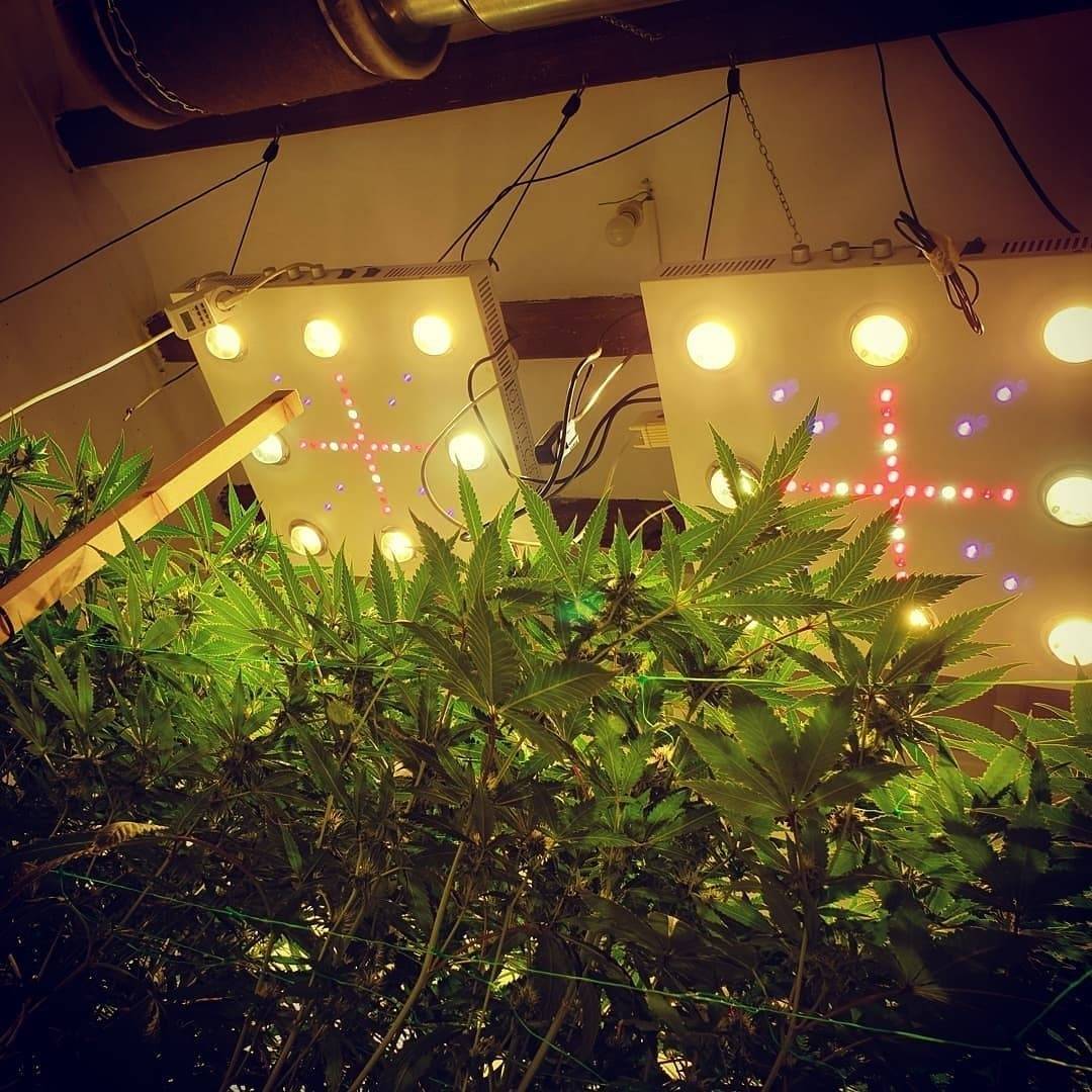 WGREGO202's tweet photo. Shout out to @rootsnshoots420 and his double Optic 8+ grow!
"These Optic8's are the business!π₯"
#ledgrown #opticled #highgrade #growyourown #cannabis #sativa #indica #teamoptic #growyourbest #homegrown #buds #optic8 #cobs #bloomenhancers #meanwelldriver #ledgrower https://t.co/onuz9kG8jQ