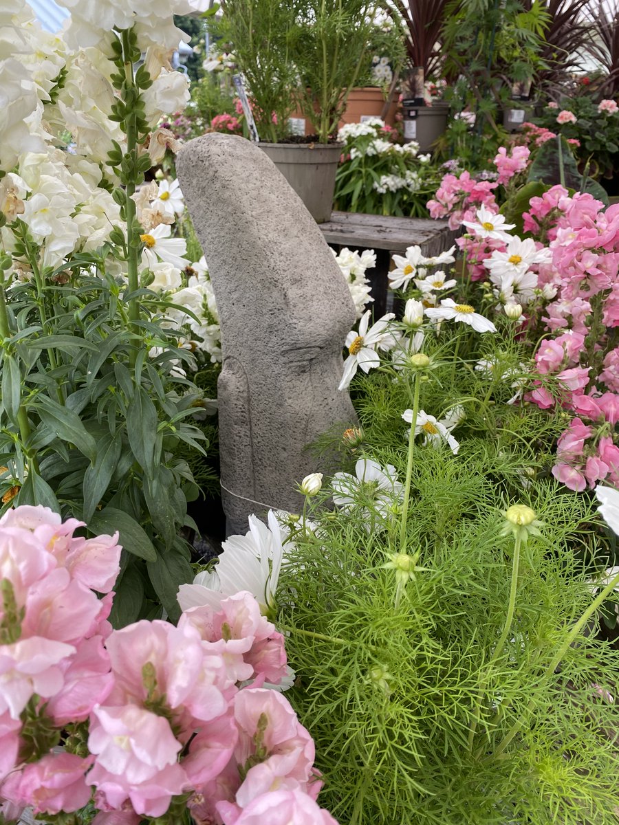 Whitehall Garden Centre tweet media