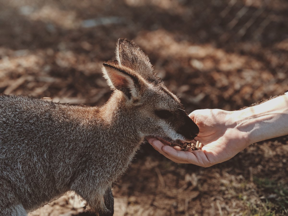 oneplanetsummit's tweet photo. 🔥#OPSWorldTour #Oceania In 2019, record temperatures fueled an unprecedented wave of
bushfires in Australia, causing dramatic damage to biodiversity...
🚨The @LionsShareFund (#OPS 2019) immediately released two emergency ad-hoc grants to support wildlife recovery
#OPSonthespot https://t.co/4RjtuRQpIH