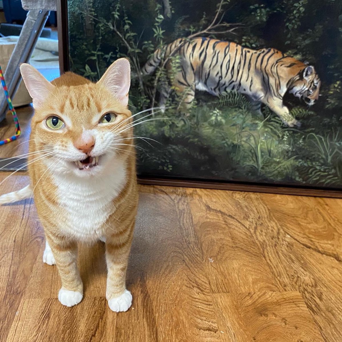 Cole & Marmalade tweet media