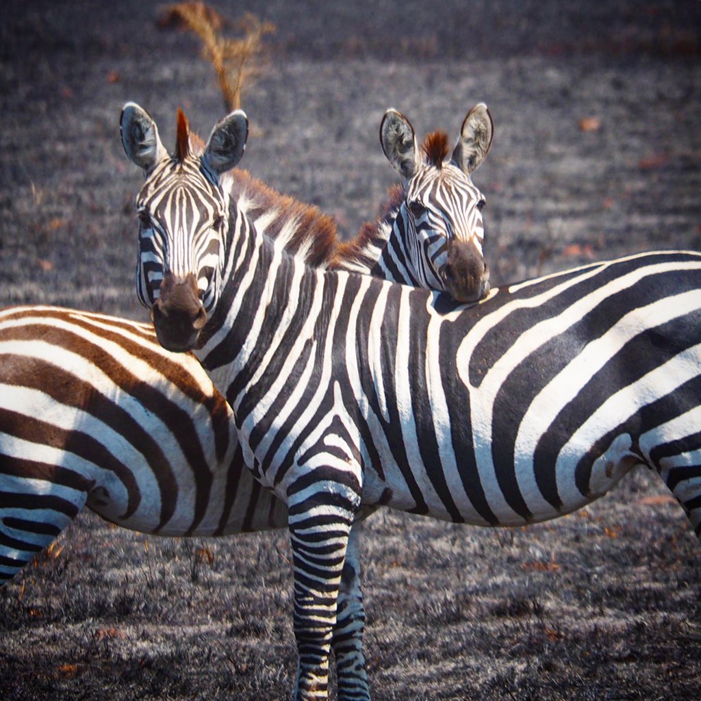 VernYipDesigns's tweet photo. Lean on me. Zebras will often stand this way, partnering to ensure that they’re visually surveying the most territory for potential danger. They instinctually know that they’re better off working together than separately. #LifeLessons #GotYourBack #GrumetiReserve #TanzaniaSafari https://t.co/0QgO5L3eLC