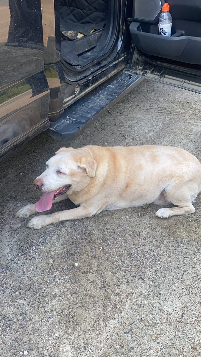 cdtellier's tweet photo. Overdid the walk with the old boy this morning. He can’t get back in the truck and no way I can lift him! We’re just gonna take a rest for a bit and try again. ☹️ #LemonDog #seniorprobs #thissucks https://t.co/1eg5WHYZpj