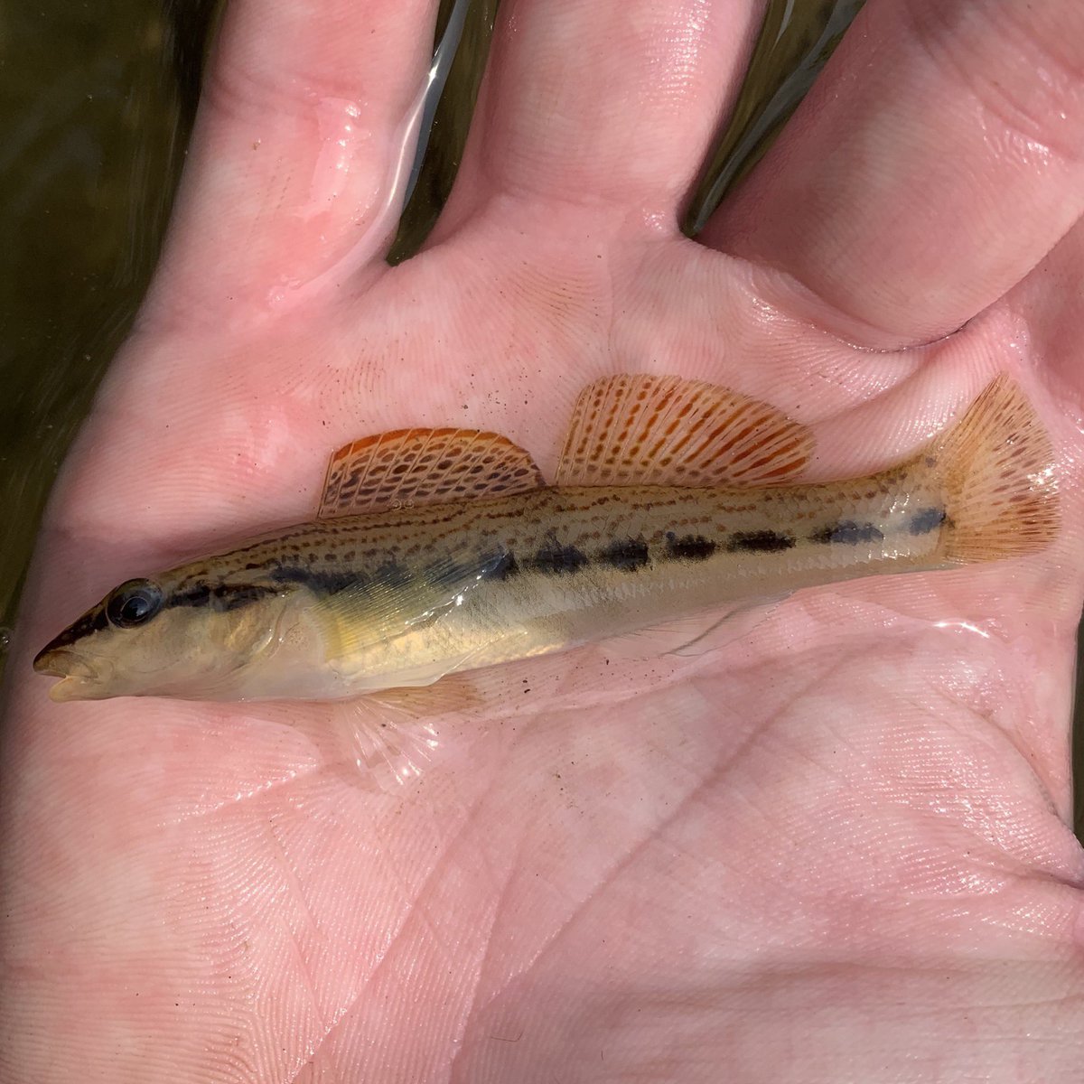 fstonefishes's tweet photo. a collection of darters from a short trip to the Clinch River basin this weekend, with the highlight being this extraordinary Ashy Darter (Etheostoma cinereum) a species I never thought I’d get to see in person.  Other species are Tangerine, Wounded and Gilt. https://t.co/lAixUAwQnU