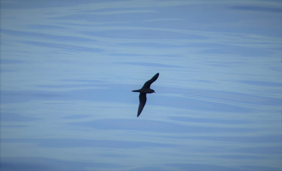 We completed the third day of our participation in the Atlantic cruise - #iMirabilis2 leg - 0 Vigo/Canary Islands in the framework of the #iatlantic programme. So far 10 species of #seabirds have been identified accompanied by numerous observations.
