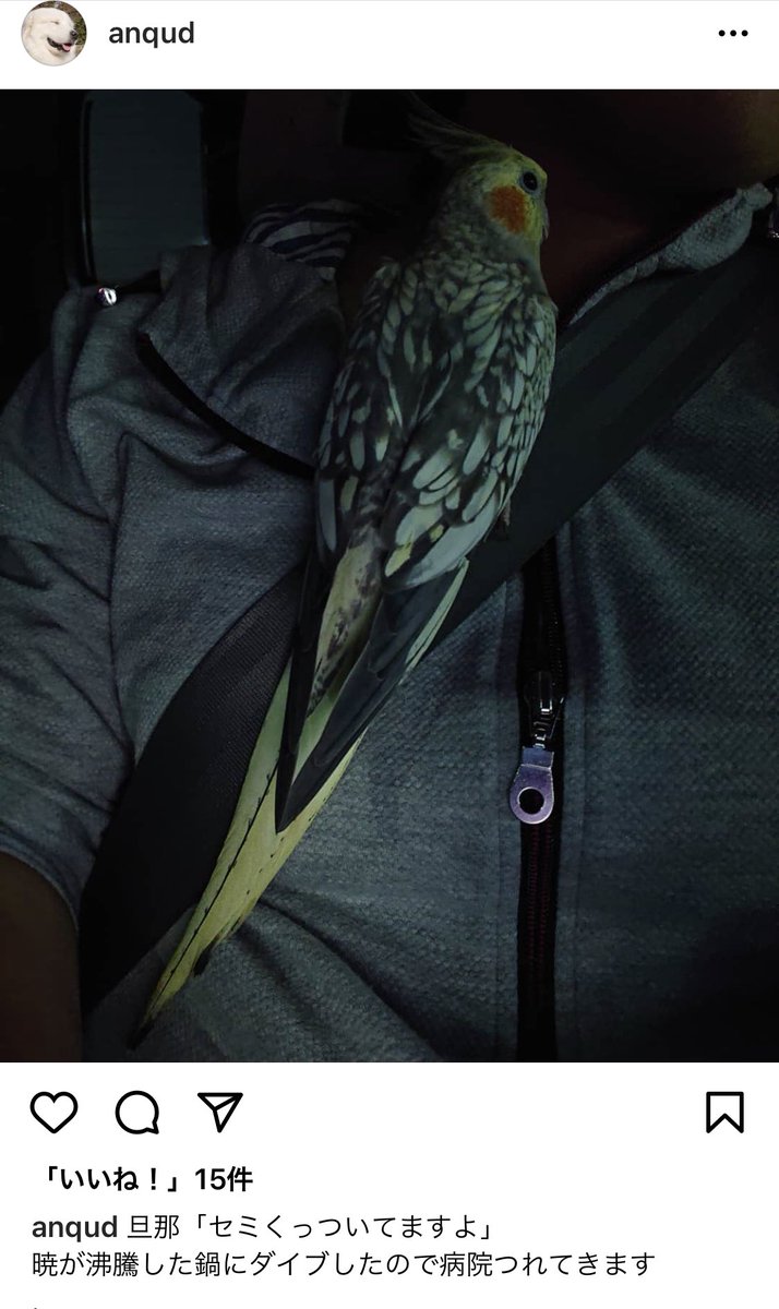 Udama まんちの樹 監視お疲れ様 Udama1212 Twitter