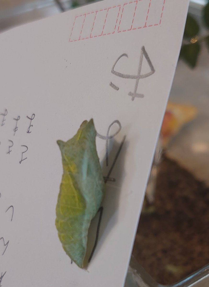 はがき Twitter Search