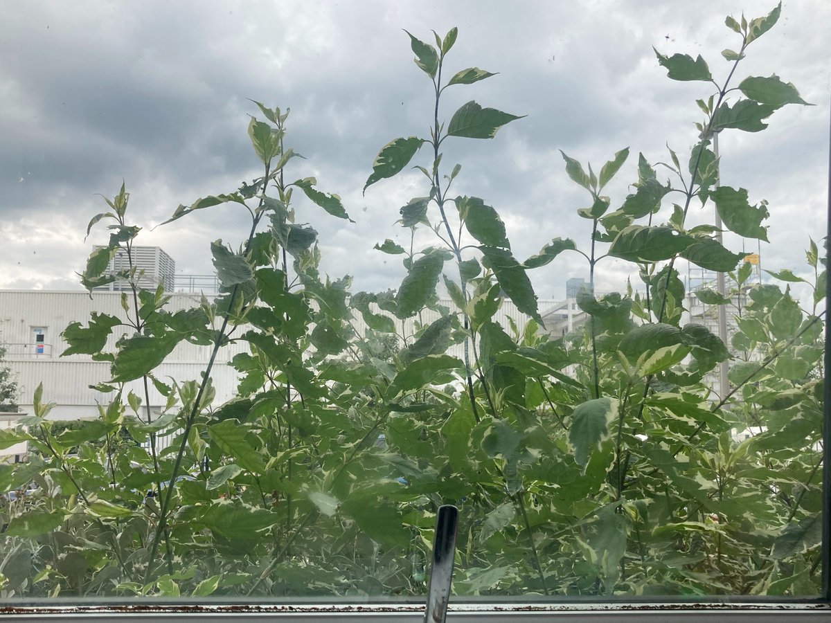 Sarah Cahill tweet media