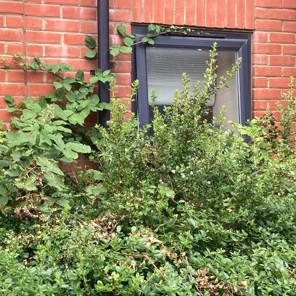 Sarah Cahill tweet media