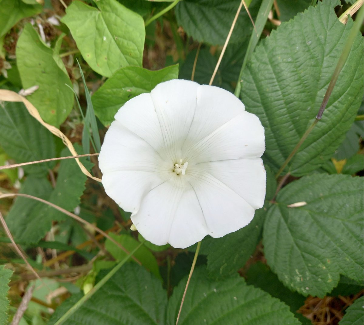 #HedgeBindweed 🤍#WildFlowers 💚
#WildFlora #Nature #NatureLovers