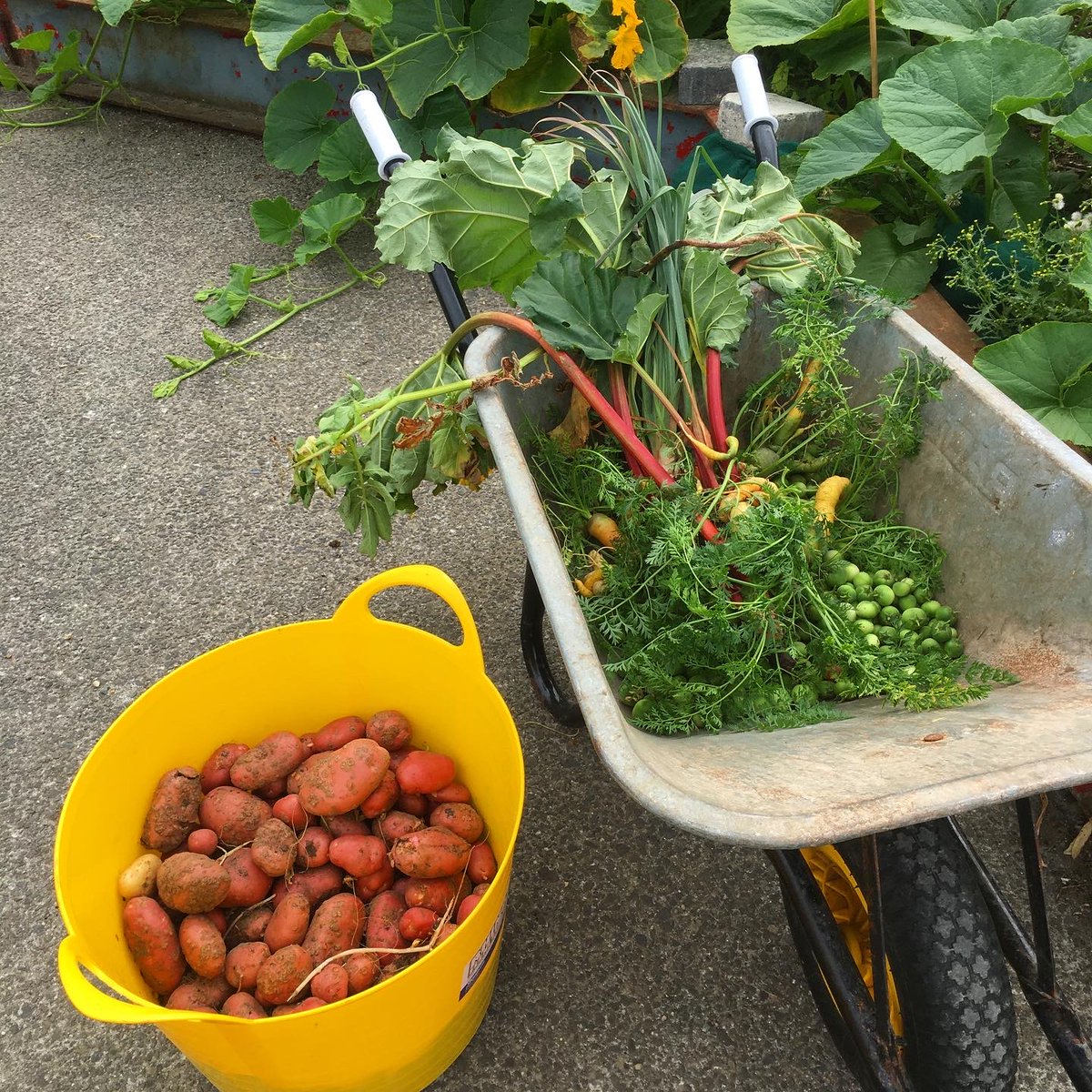 It’s harvest day at the Rediscovery Centre! Today we dug up some Désiréé potatoes, carrots, rhubarb, salsify and some seed potatoes for next year.

#rediscoverycentre #urbangrowing #garden #potatoes #vegetables