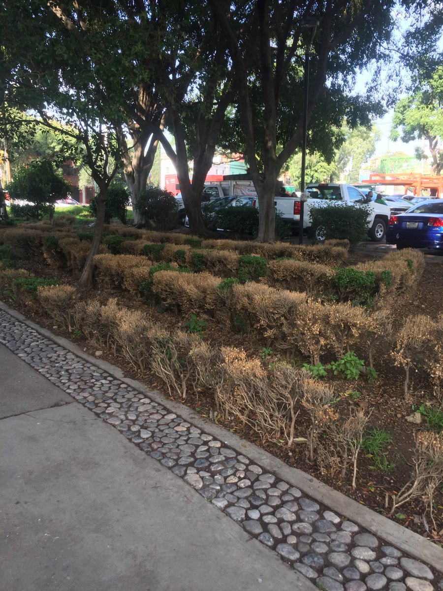 eldavee's tweet image. para la @AlcCuauhtemocMx es un delito ambiental poner un alambre en un árbol pero dejar los árboles abandonados y sin regar es un acto de solidaridad con el planeta @nenulo