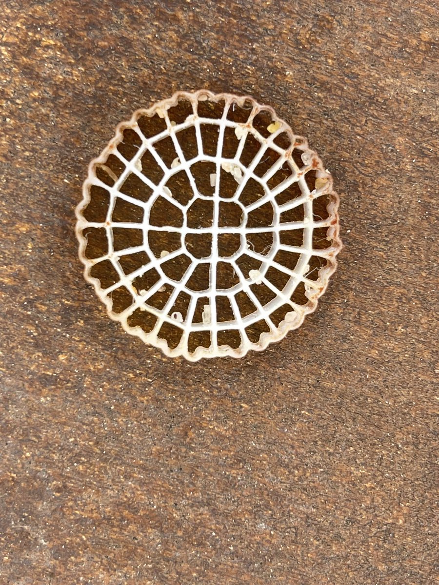 Please help find who makes these bits of plastic and make them STOP!! The sea and beaches in North Sardinia is (olbia - golfo aranci) are FULL! #Sardegna #pollution #basta #vergogna