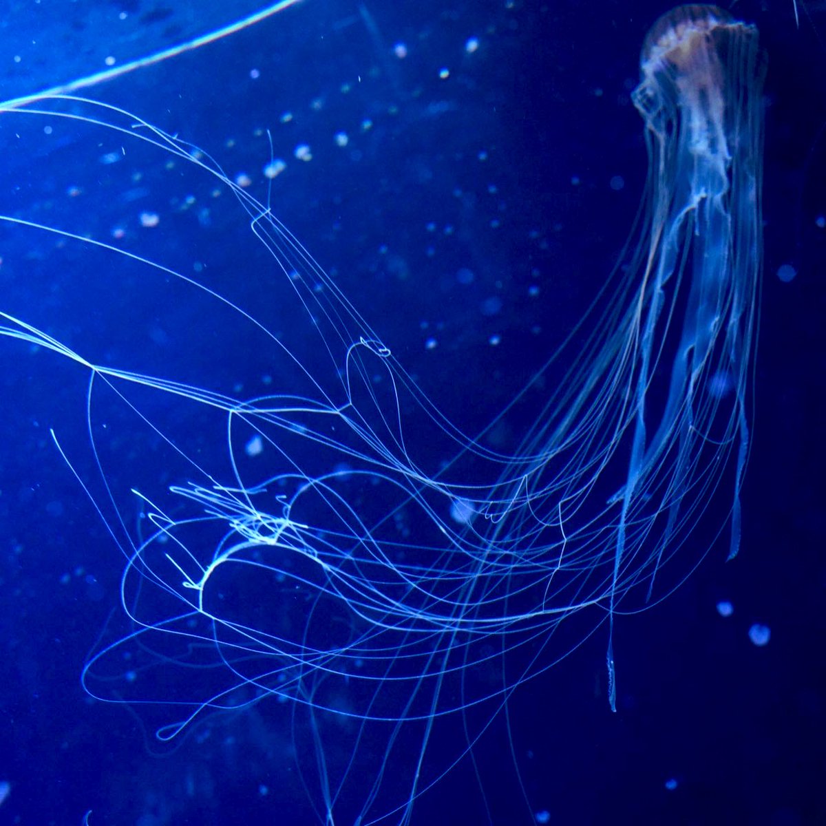 くらげ Twitter Search