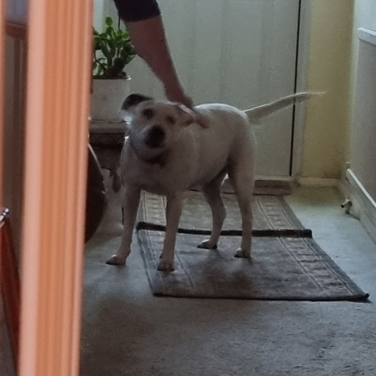 Penny_theDog1's tweet photo. Shouted at my human until they finally got the message and give me some pats #demanding #noisypup #InCharge #grump #grumblesocks #dogs #dogslife #dogsoftwitter #funnyanimals https://t.co/HQa32anDyz