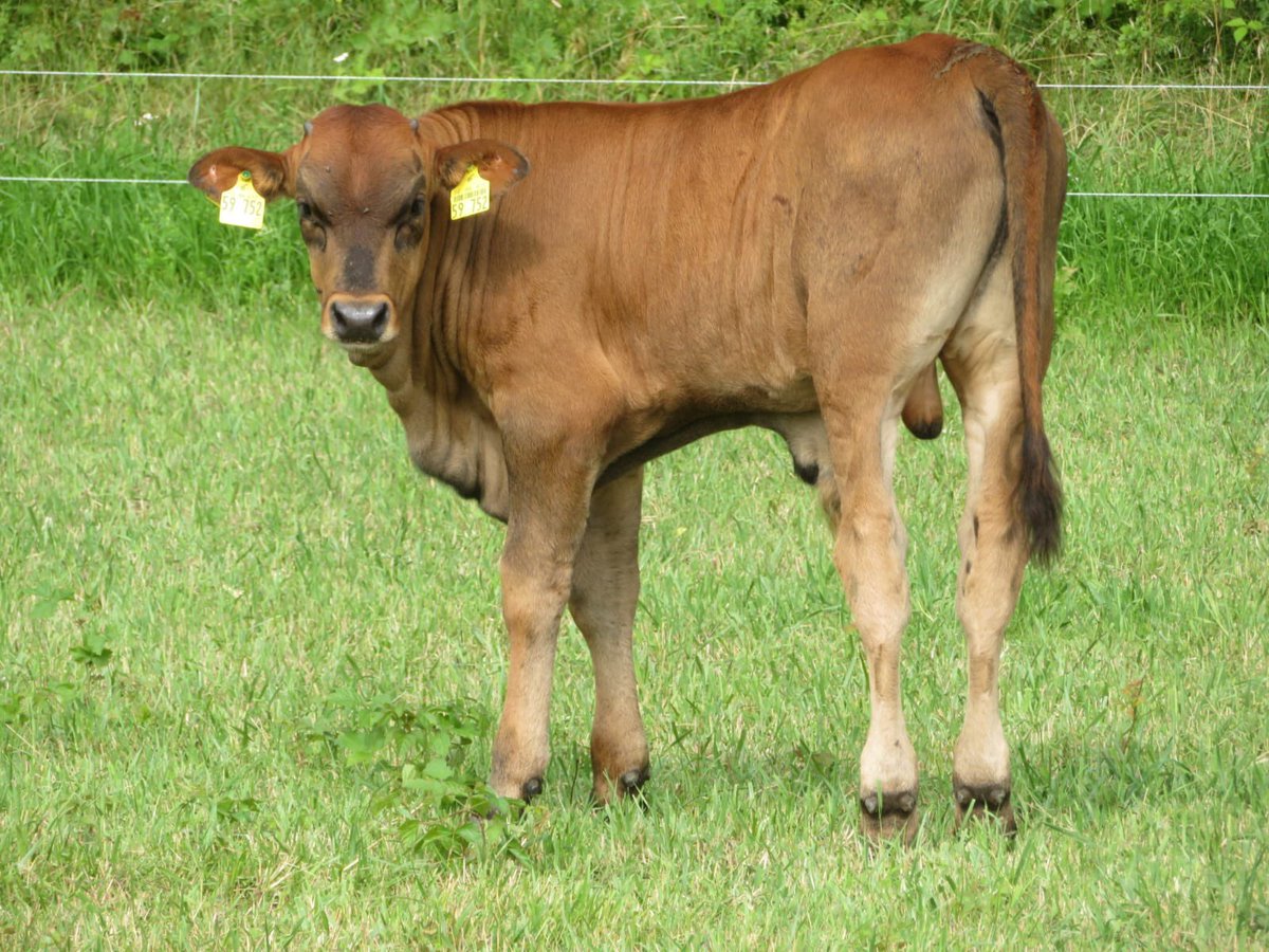 Auerrind Projekt tweet media