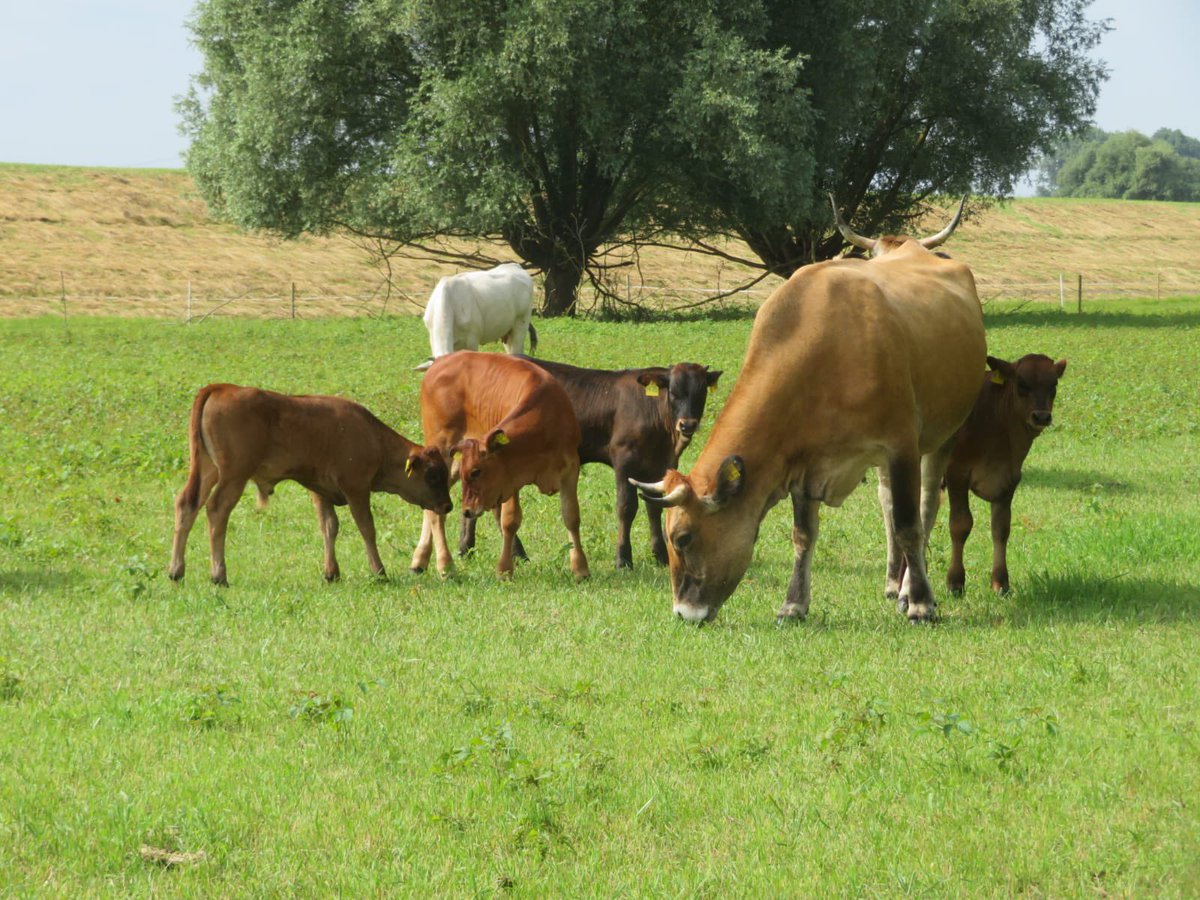 Auerrind Projekt tweet media