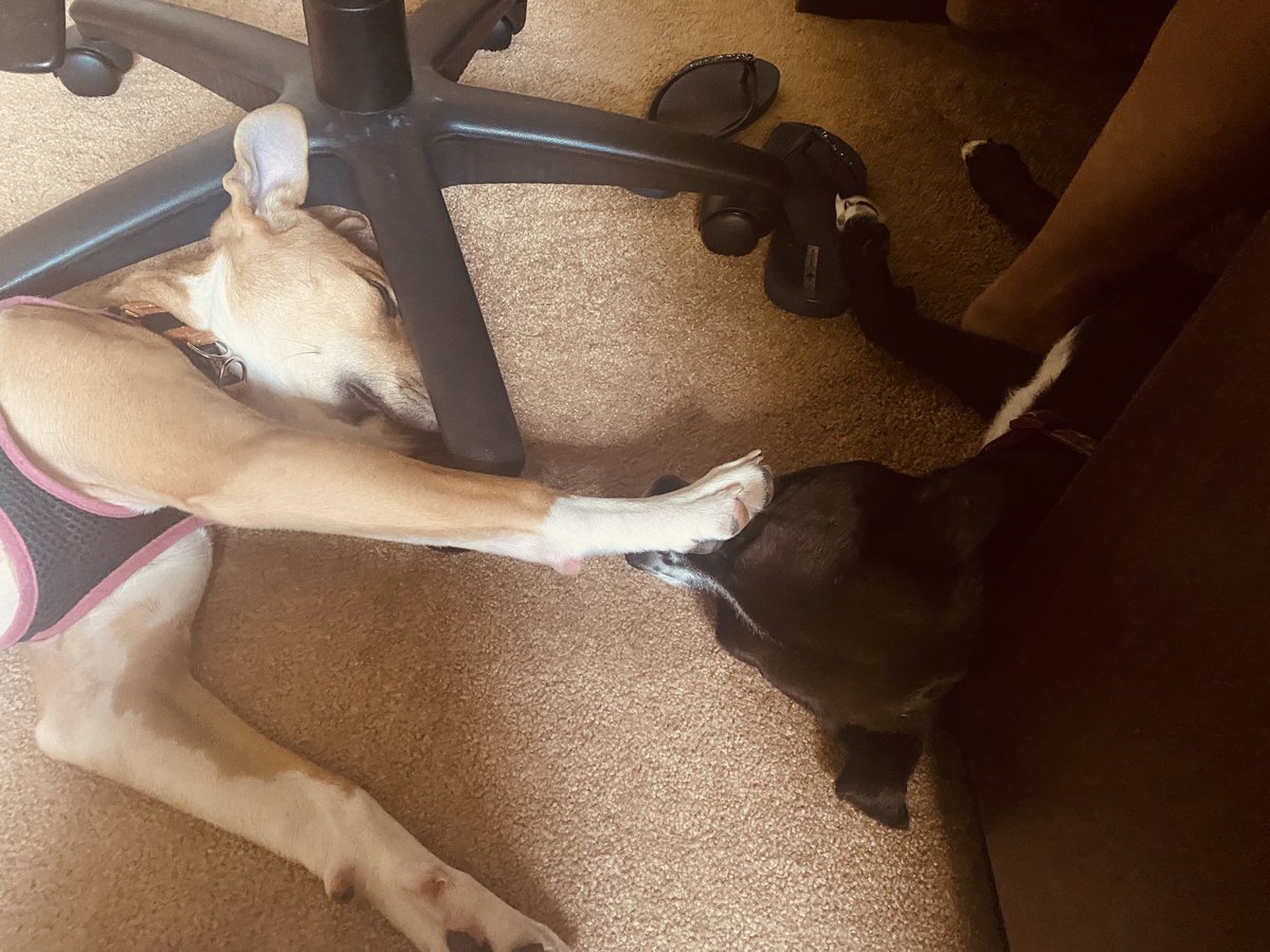 My girls! Not very strategic in their sleeping arrangements. I also can’t move my chair as I may disturb them :(