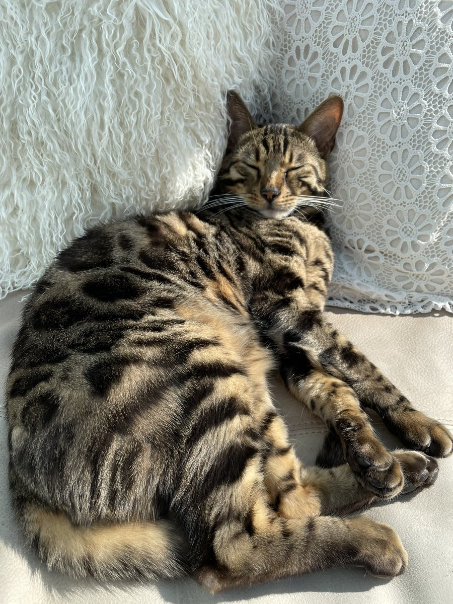 BengalWilma's tweet photo. Frank has had to sleep off Wilmaโs birthday celebrations! ๐น๐น๐พโฃ๏ธ #OverDoneIt #BirthdayParty #bengalbirthday https://t.co/UBoKgPaWni