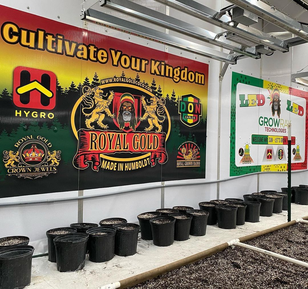 growraytech's tweet photo. Stay tuned to put 👀  on that @doncarlosreggae product from @hygro_humboldt! #cannafamfirst in #Humboldt. 

#cannabiscommunity #cannafam #bestinclass https://t.co/EY7AWppyEF