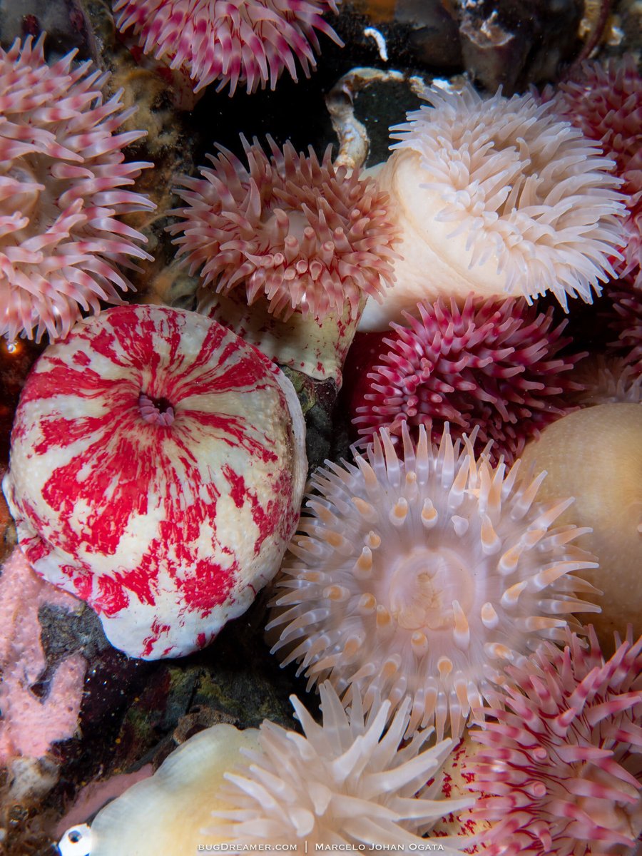 AlgaeBarn's tweet image. 🎶 I got anemones, got a lot of anemones 🎶

.

.

.

📸Picture credit to @_bugdreamer_

.

.

.

#bugdreamer #biodiversity #underwaterworld #marinelife #sea #ocean #nature #reef #planetearth #naturephotography #underwater #oceanconservation #marinebiology #anemone #coralreef