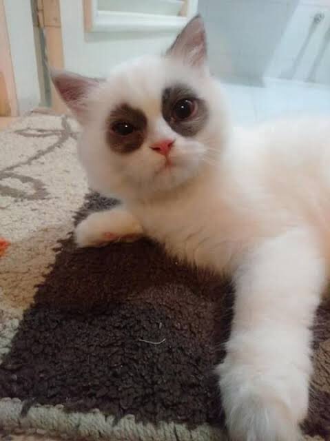 Eu acordando de madrugada pra torcer pelo #TimeBrasil