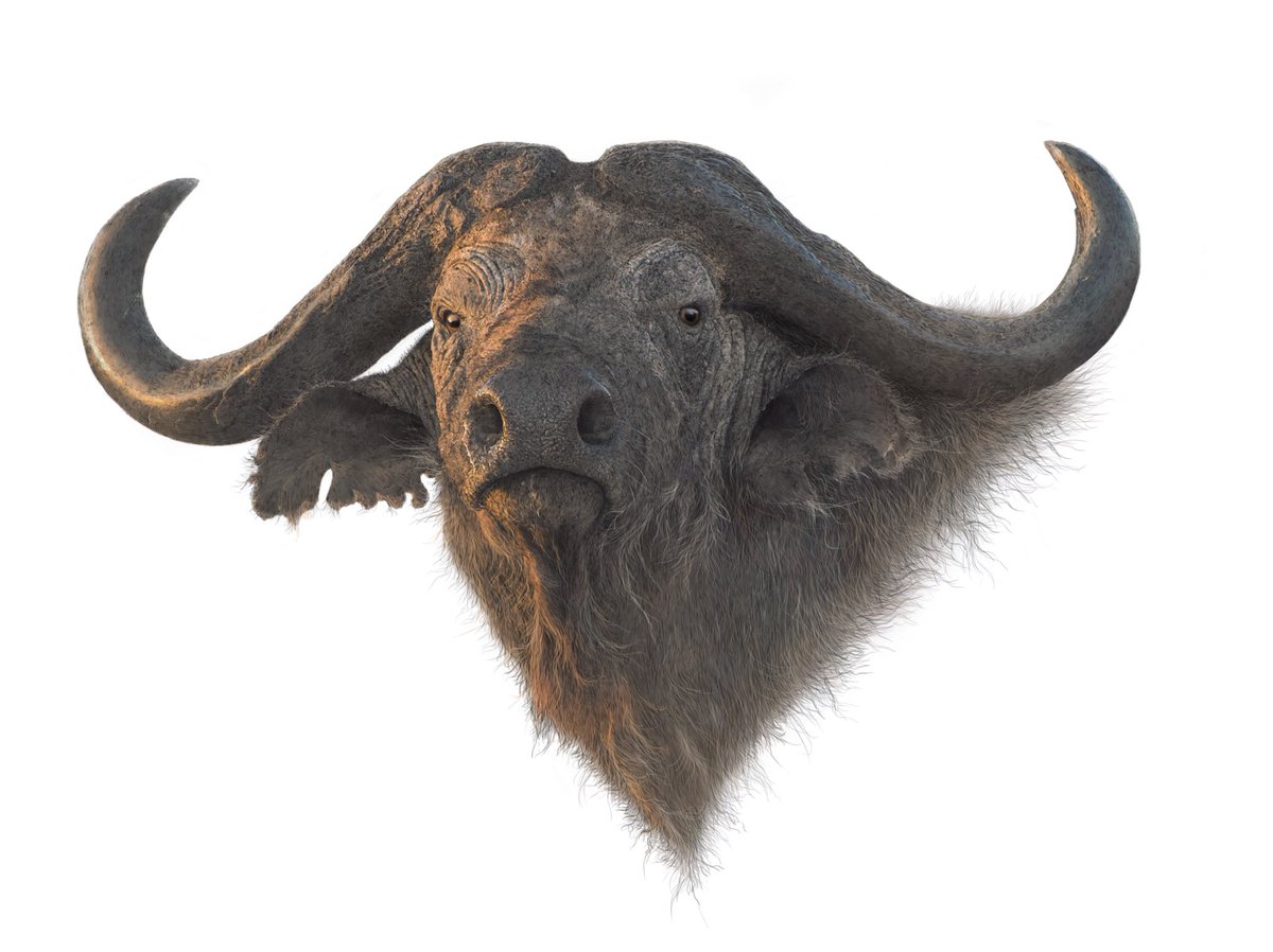 Twoucan Buffalo の注目ツイート イラスト マンガ Twoucan Buffalo の注目ツイート イラスト マンガ