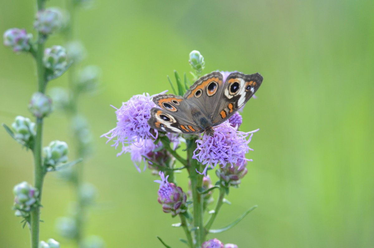 VLMuseum's tweet photo. Can you believe that the Fall Plant Sale is right around the corner?! Mark your calendars for September 16th for the member preview and September 18, 19, 25, 26 for the public sale. #valivingmusuem #nativeplantsale #plantnative #garden https://t.co/X1EqIMLquE