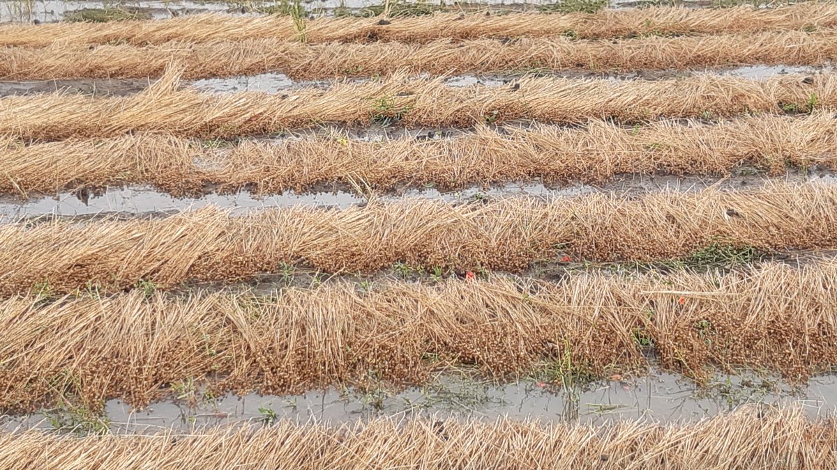 Roten op oude wijze ! #vezelvlas
Rouissage en cours, à l'ancienne #lin