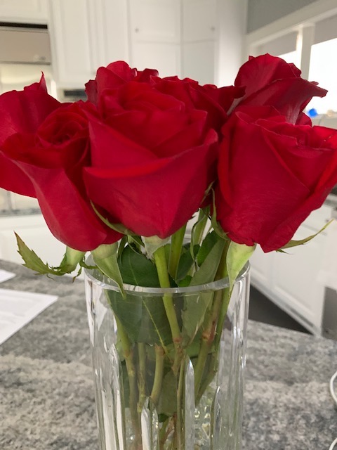 The literary agent search for Mischief at Marshall Manor has been so frustrating that my honey brought me roses! Love him!