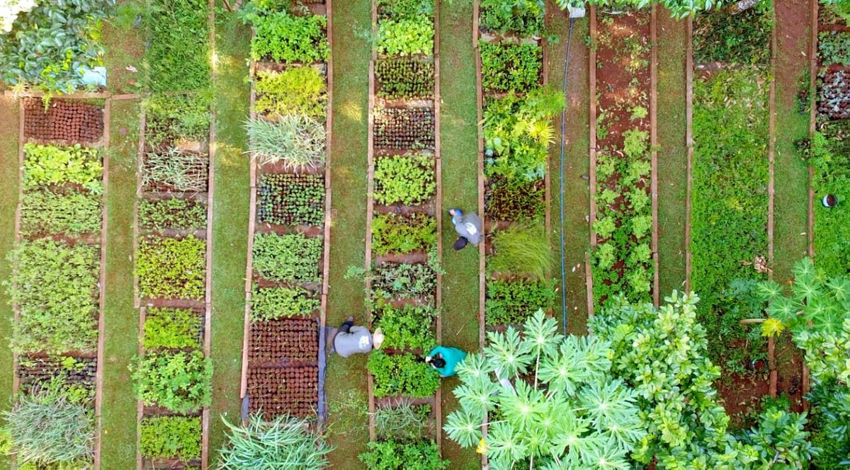 itaipuparaguay's tweet photo. #HuertoDeITAIPU 🌱 39.931 plantines fueron producidos en los primeros seis meses del 2021 en el marco del Proyecto Plantas Medicinales. Las especies para cultivo son entregadas a visitantes y se emplean además en proyectos internos. 

Leé más 👉 https://t.co/TR0gw3JH8S https://t.co/nxKG74iNyi